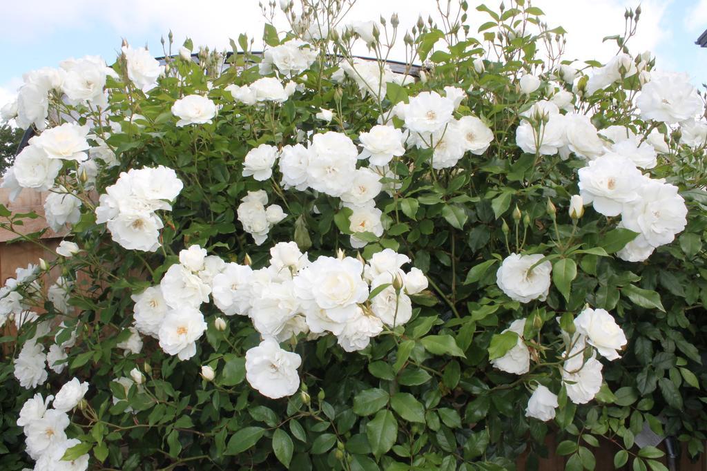 Aroha Riccarton Bed And Breakfast Christchurch Bagian luar foto